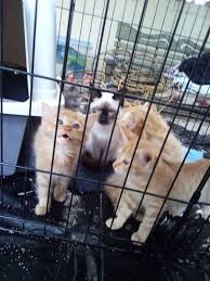 Looking cats & kittens for sale in the us by california state? Saw These 4 Kittens On Craigslist For Adoption The Siamese Kitten Funny