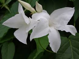 Image result for dipladenie suaveolens obrázek