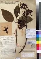 Image result for Strophanthus sarmentosus