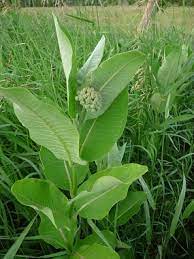 Jul 25, 2021 · propagating milkweed plants. Milkweed Pictures Flowers Leaves Identification Asclepias Syriaca