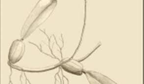 Image result for Phyllorachis