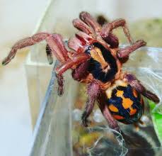 Black And White Jumping Spider Texas Hapalopus Sp Colombia Pumpkin Patch Tarantula The Tarantula Collective Fearnottarantulas T Most Beautiful Animals Animals Beautiful Animals Of The World