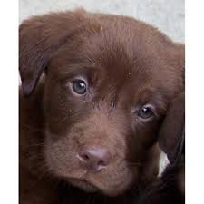 We did not find results for: Chocolate Lab Puppies For Sale In Lubbock Texas