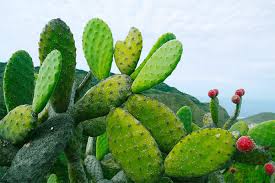 Without adequate sunlight cacti become thin and sickly. How Long Can A Cactus Live Without Sunlight Indoors Cactuscare