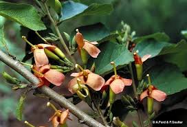 Image result for Helicteres