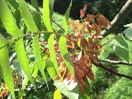 Maybe you would like to learn more about one of these? Pin On Natural World Of Maryland