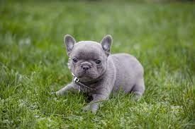 By selecting the most compatible home that best suits who they are creates a sense of harmony not only for them but for you and your family. French Bulldog Puppies For Sale In Washington State Availabull Page Northwest Frenchies Bulldog Puppies French Bulldog Puppies Grey French Bulldog Puppy