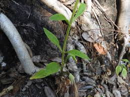 Image result for Kalanchoe brachyloba