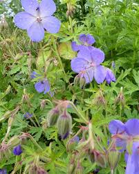 Il est originaire d'arménie et du caucase. Geranium Vivace Johnsons Blue Bleu Geranium Johnsons Blue Jardin