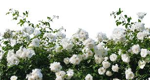 It's high quality and easy to use. White Roses White Rose Bush Png Full Size Png Download Seekpng