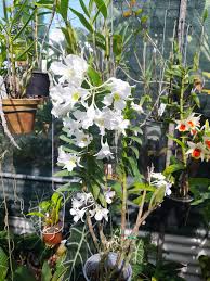 Image result for Mystacidium tanganyikense