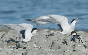 Na een heerlijke lunch aan boord gaan we aan land. Documentaire Marker Wadden Van Cees Van Kempen Over Uniek Natuurproject Bm