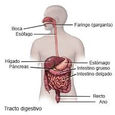 Esofagitis Care Guide Information En Espanol