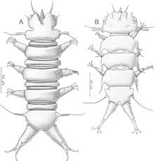 Image result for Schizochilus lepidus