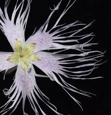 Image result for Maerua becquetii