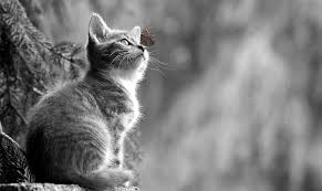 33 arti mimpi kucing yang menandakan kebaikan dan keburukan. Tafsir Mimpi Tentang Anak Kucing Sering Kali Dikaitkan Pertanda Baik Semua Halaman Suar