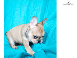 Cachorros De Bulldog Frances Disponibles Mercado Libre El bulldog frances, apodado el frenchie, es una raza pequeña de bulldog originalmente desarrollada en la década de 1800 como un perro de compañía, a pesar de que sus progenitores fueron desarrollados para ayudar con la caza de toros y la lucha en boxes. cachorros de bulldog frances disponibles 7 000 00