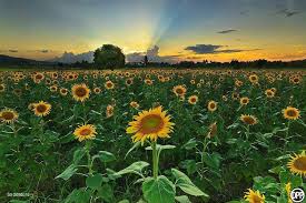 Sunflower Fields Of Ligao Albay Philippines Philippines Travel Bicol Albay