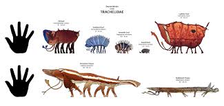 Image result for Phaeoptilum