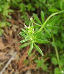 Image result for Galium scabrellum