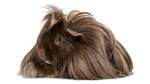 The Joys Of Living With Guinea Pigs Howstuffworks