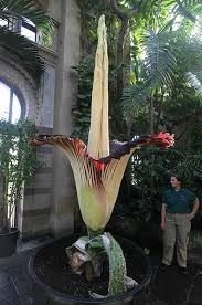 Image result for Amorphophallus