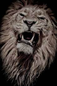 pikusina lion head tattoos fierce lion lion painting