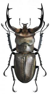 Different Types Of Beetles Beetles Arthropods Arthropods Art Insekten Insekten Fotografie Kafer Insekt