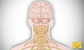 The cns is responsible for the control of thought processes central nervous system (cns) definition. Learn Nervous System With Online Courses And Lessons Edx