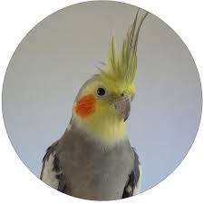 Because tomatoes are an acidic fruit, many veterinarians recommend not offering fresh tomatoes to birds, because they could potentially cause ulcers. Foods Toxic To Pet Birds Pet Birds By Lafeber Co