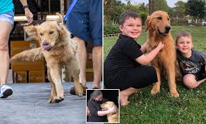 On average, they weigh from 55 to 85 pounds as an adult. Heartwarming Moment 20 Golden Retrievers Rescued From Chinese Meat Trade Meet New Owners Daily Mail Online
