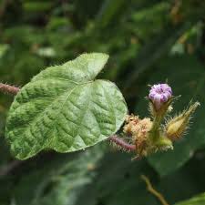 Image result for Ipomoea dichroa