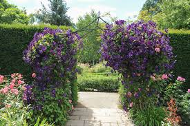 Check spelling or type a new query. 22 Purple Flowers For Gardens Perennials Annuals With Purple Blossoms