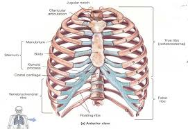 How many ribs in the human body. Human Anatomy Ribs Anatomy Drawing Diagram