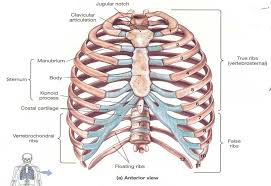 Collection by abbie betinis, composer. Thoracic Rib Cage Anatomy In Detail Anterior View Www Anatomynote Com Thoracic Cage Rib Cage Anatomy Thoracic