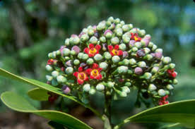 Image result for Canellaceae