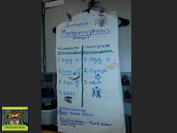Anchor Chart Showing Incomplete And Complete Metamorphosis Want To See Our Metamorphosis Science Anchor Charts Science Teaching Resources Science Life Cycles