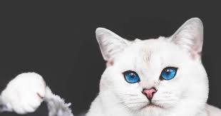 S I L A Adli Kullanicinin Lyo The Cat Panosundaki Pin 2020