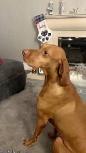 We have a wonderful litter of pups on the ground that will be ready to go home on the second weekend of january 2020. Vizsla Throws A Tantrum Because He Wants His Christmas Stocking Now Daily Mail Online
