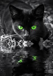 Black Cat Green Eyes Photography Katzen Schonen Katzen Tierbilder