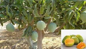 Ada bibit mangga arum manis pohon buah harum arumanis arummanis harumanis tanaman buah. Cara Menanam Mangga Harum Manis Dalam Pot Tabulampot Mangga Harum Manis Bagi Pemula Faunadanflora Com