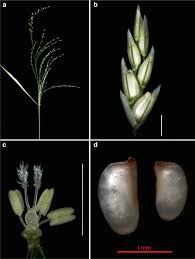 Image result for Eragrostis aethiopica