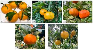 Image result for Citrus reticulata