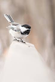 Messing Around With A Tokina 100mm Macro Lens For Bird Photography That Depth Of Field Though Wildlife Phot Macro Lens Bird Photography Wildlife Photography