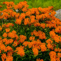 Image result for Sporobolus molleri