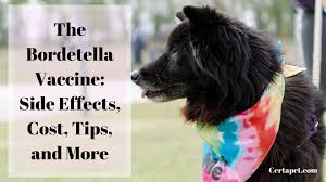 Some even push for annual shots. The Bordetella Vaccine Side Effects Cost Tips And More Certapet