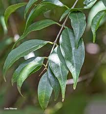 Image result for Strychnos usambarensis