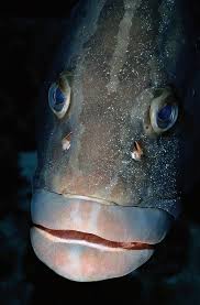 Pin On Under The Sea