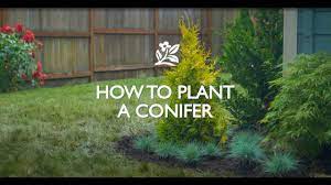 Maybe you would like to learn more about one of these? How To Plant A Conifer Youtube
