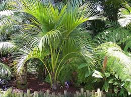 6 Palmenarten Fur Den Innenbereich Eigenschaften Und Pfelgetipps In 2020 Palmenarten Gartengestaltung Garten Design